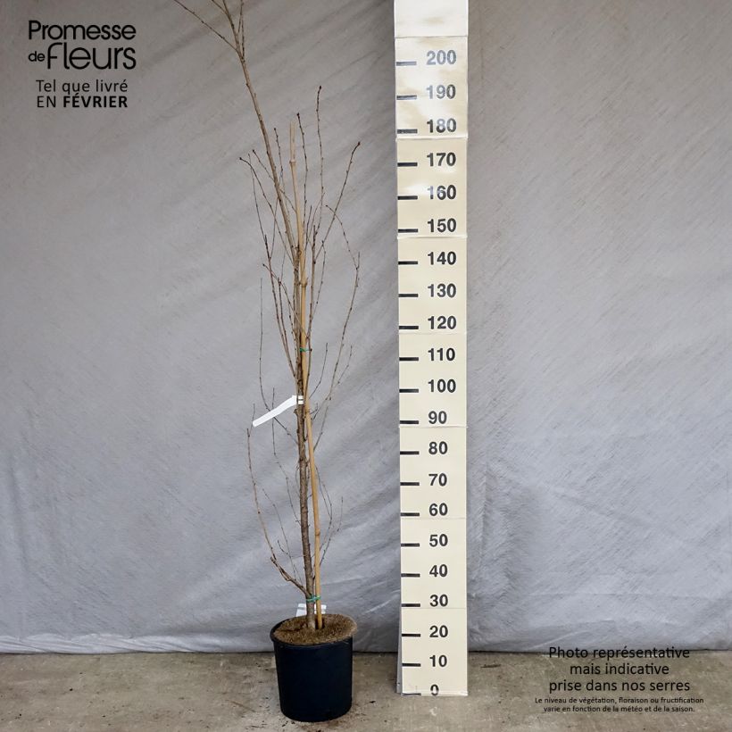 Cerisier à grappes - Prunus serrulata Sunset Boulevard Pot de 12L/15L sample as delivered in winter