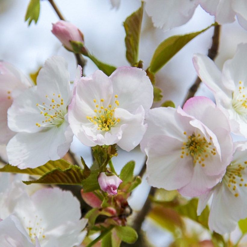 Prunus serrulata Sunset Boulevard - Japanese Cherry (Flowering)