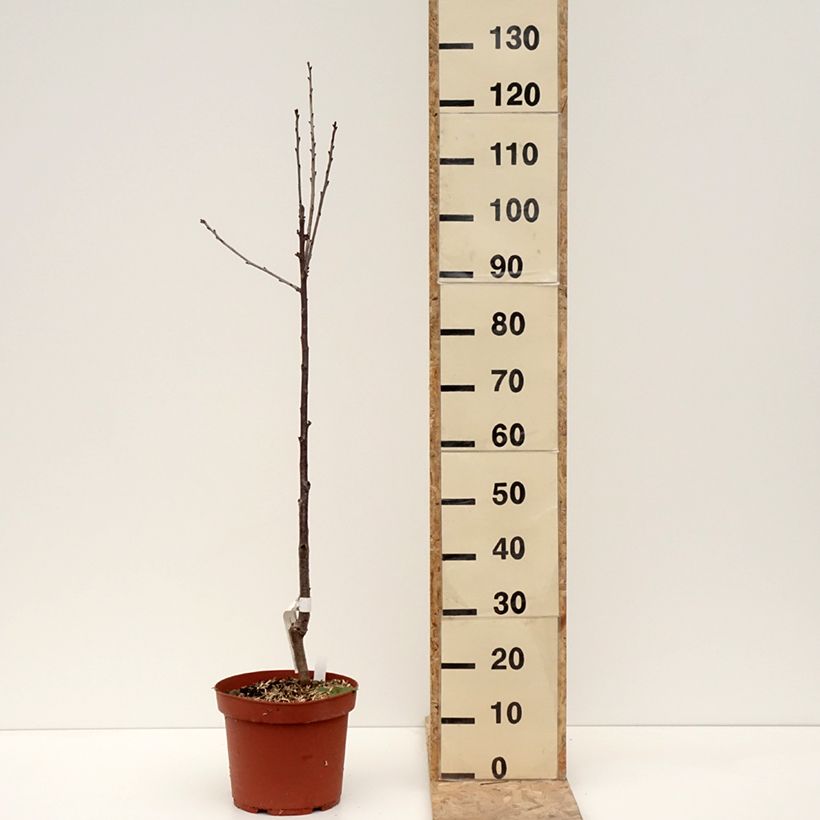 Cerisier Anglaise Hâtive - Prunus cerasus - Pot de 7,5L/10L - 1013 sample as delivered in winter