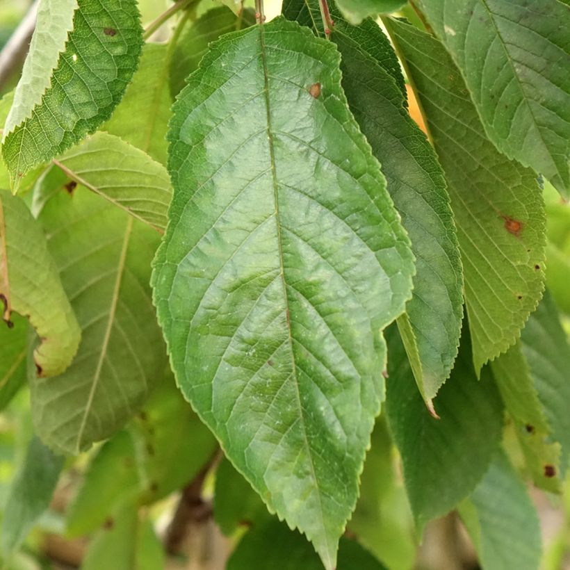 Prunus cerasus Bigarreau Coeur de Pigeon - Tart Cherry Tree (Foliage)