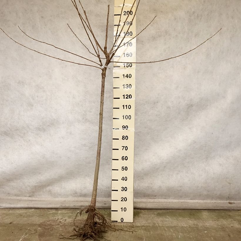 Prunus avium Bigarreau de La Saint Jean - Cherry Tree Bare root, Half standardShipped height around 200/220cm sample as delivered in autumn