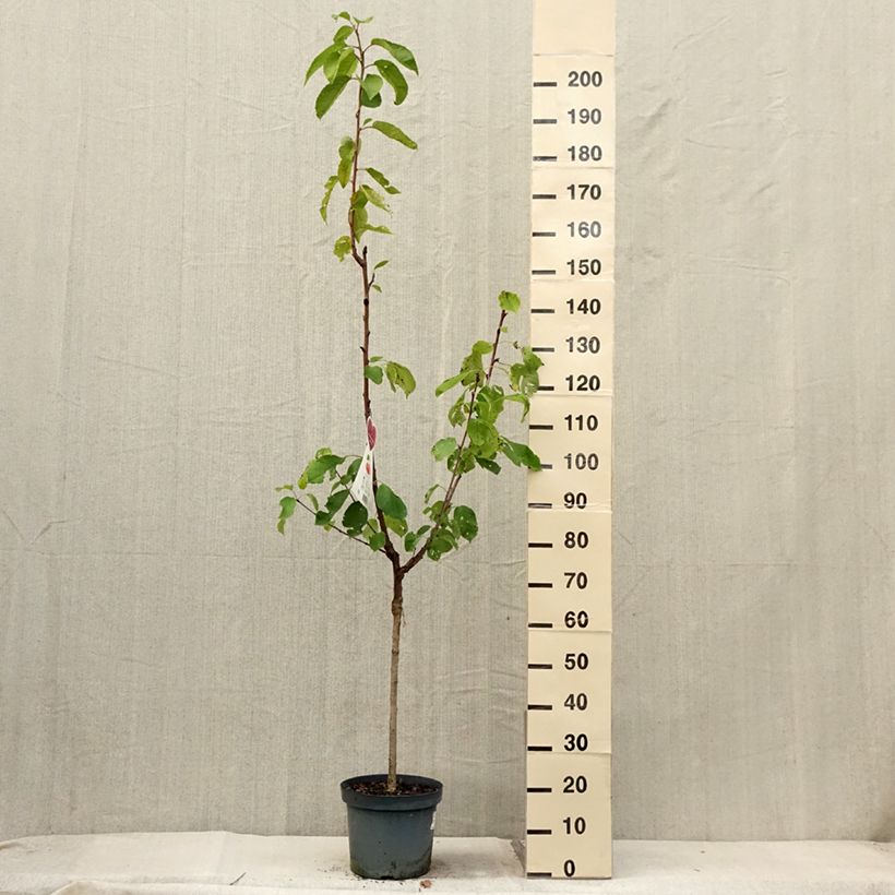 Prunus cerasus Bigarreau Napoléon - Tart Cherry Tree 7.5L/10L pot, GobletShipped height around 140/160cm sample as delivered in summer