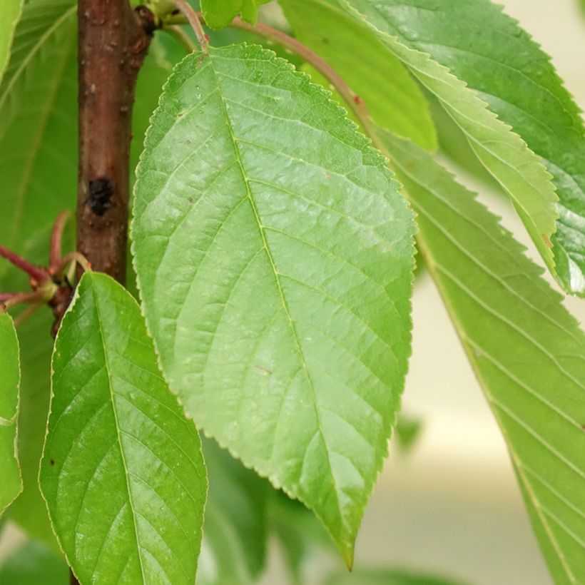 Prunus cerasus Shangai - Tart Cherry (Foliage)