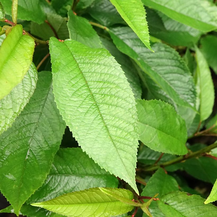 Prunus avium Sylvia - Cherry Tree (Foliage)