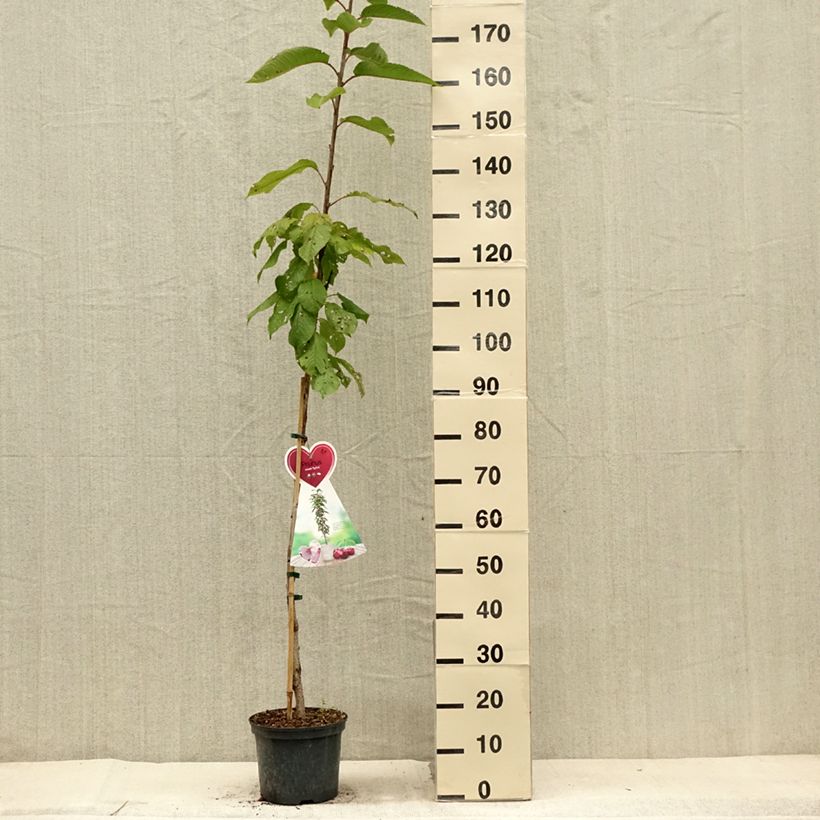 Prunus avium Sylvia - Cherry Tree 4L/5L pot, ColumnarShipped height around 140/150cm sample as delivered in summer