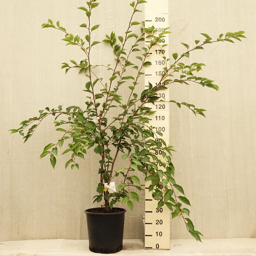 Cerisier du Japon - Prunus Accolade en pot de 18L/20L sample as delivered in summer