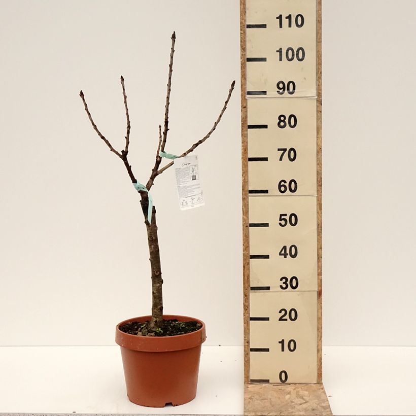 Prunus avium Garden Bing - Cherry Tree 7.5L/10L pot, DwarfShipped height around 60cm sample as delivered in winter