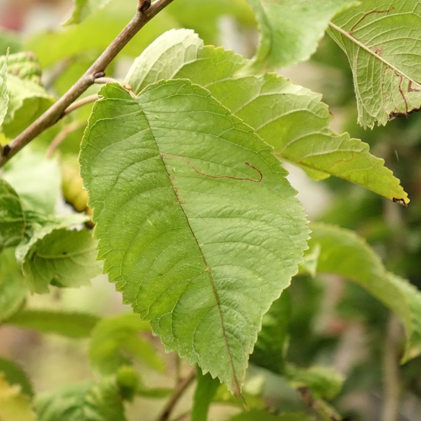 Prunus avium Piemont - Wild Cherry (Foliage)