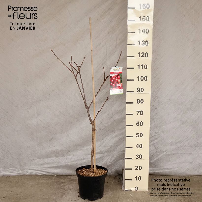 Cerisier Rainier - Prunus cerasus Pot de 7,5L/10L sample as delivered in winter