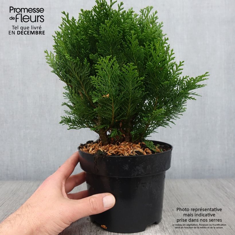 Chamaecyparis law.Minima Glauca - Faux cyprès Pot de 2L/3L sample as delivered in autumn