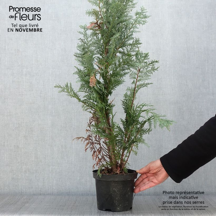 Chamaecyparis lawsoniana Alumii - Cyprès de Lawson Pot de 3L/4L sample as delivered in autumn