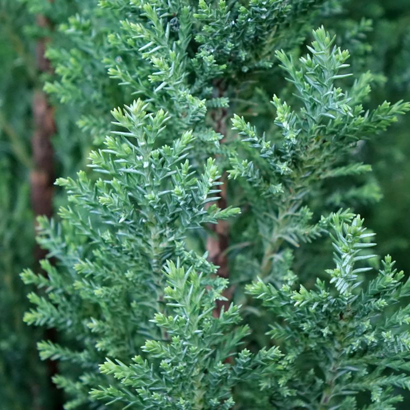 Chamaecyparis lawsoniana Elwoodii - Lawson Cypress (Foliage)