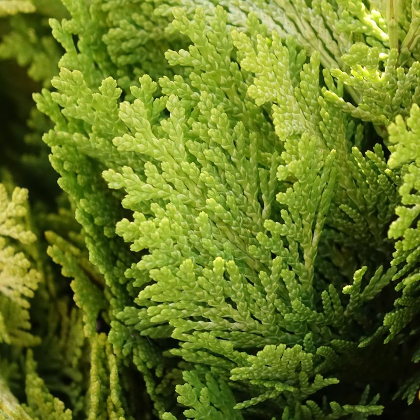 Chamaecyparis lawsoniana Minima Aurea - Lawson Cypress (Foliage)