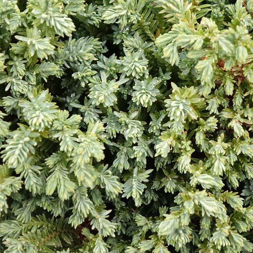 Chamaecyparis lawsoniana Rimpelaar - Lawson Cypress (Foliage)