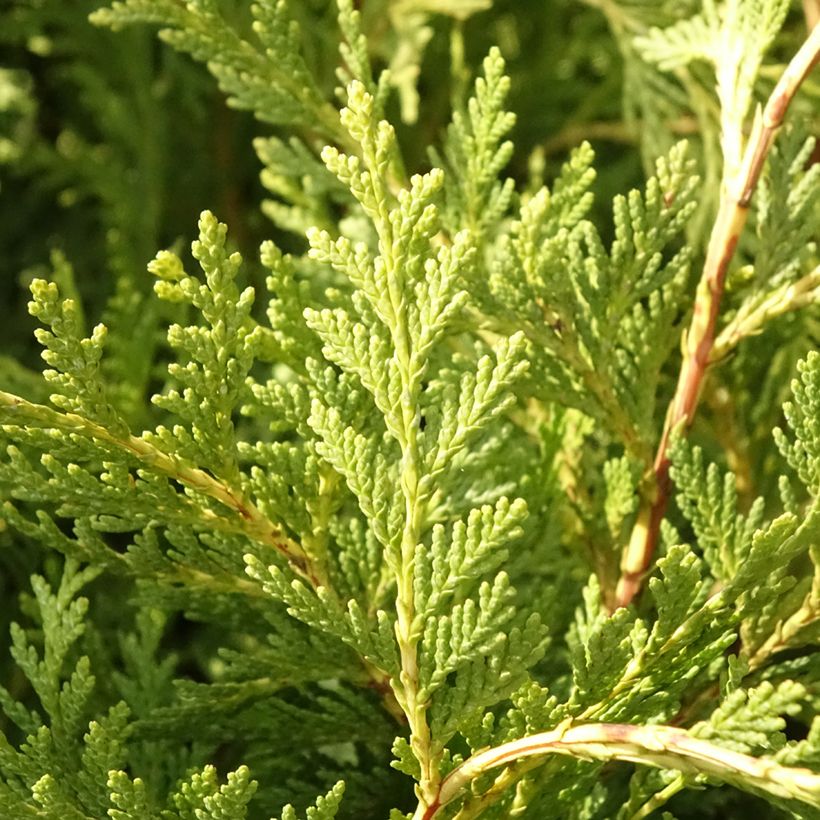 Chamaecyparis lawsoniana Sunkist - Lawson Cypress (Foliage)