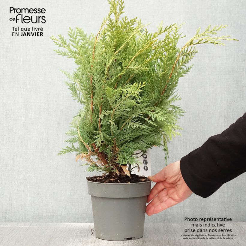 Chamaecyparis lawsoniana Sunkist - Cyprès de Lawson nain - Pot de 2L/3L sample as delivered in winter