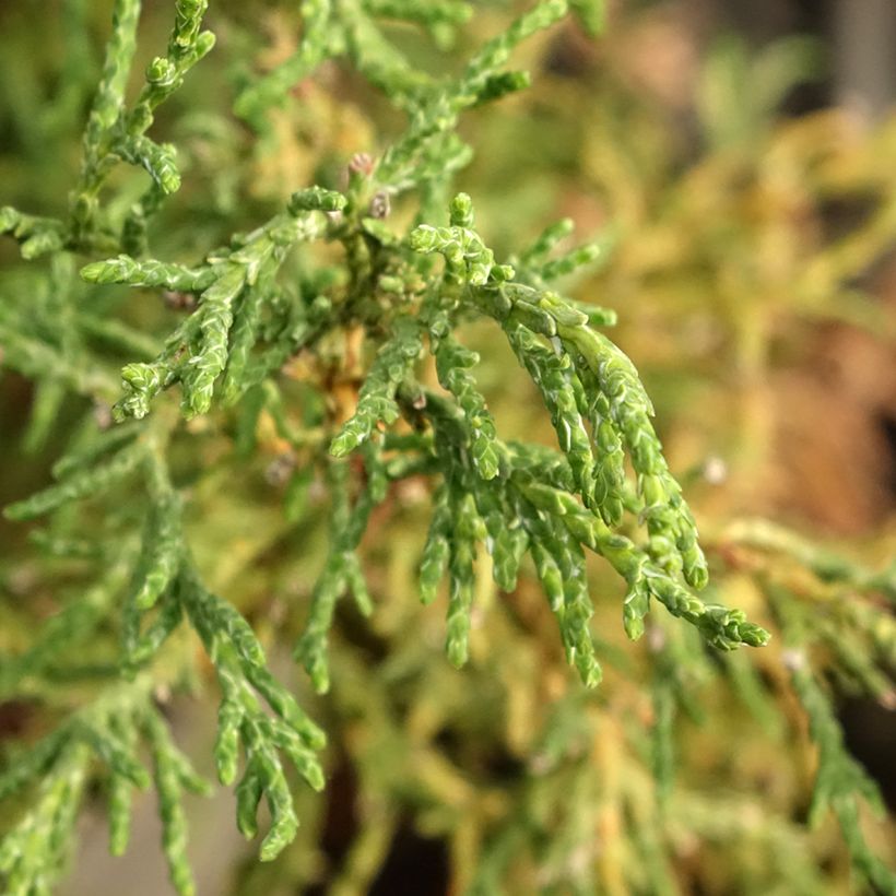 Chamaecyparis obtusa Lycopodioides - Hinoki Cypress (Foliage)