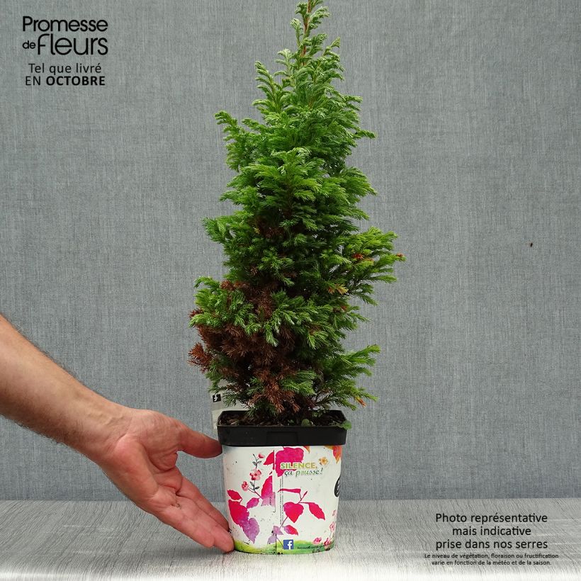 Chamaecyparis pisifera Boulevard - Cyprès Sawara   Pot de 2L/3L sample as delivered in autumn