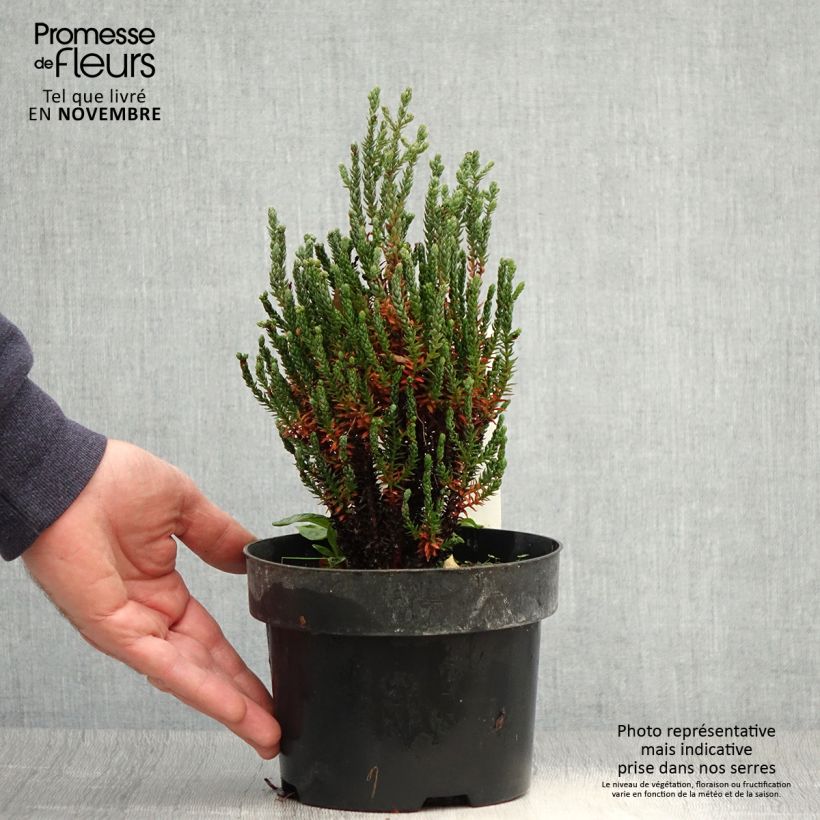 Chamaecyparis thyoides Blue Rock Pot de 2L/3L sample as delivered in autumn