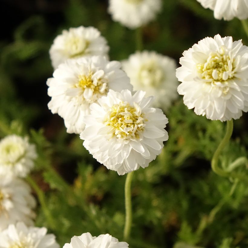 Chamaemelum nobile Flore Pleno (Flowering)