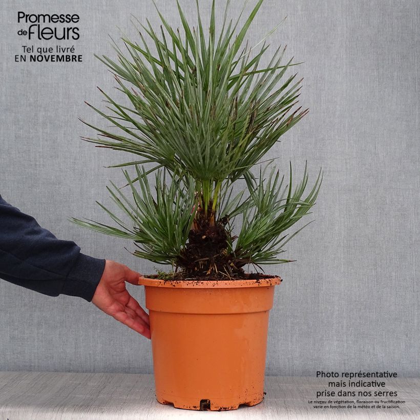 Chamaerops humilis cerifera - Palmier nain bleuté en pot de 10L sample as delivered in autumn