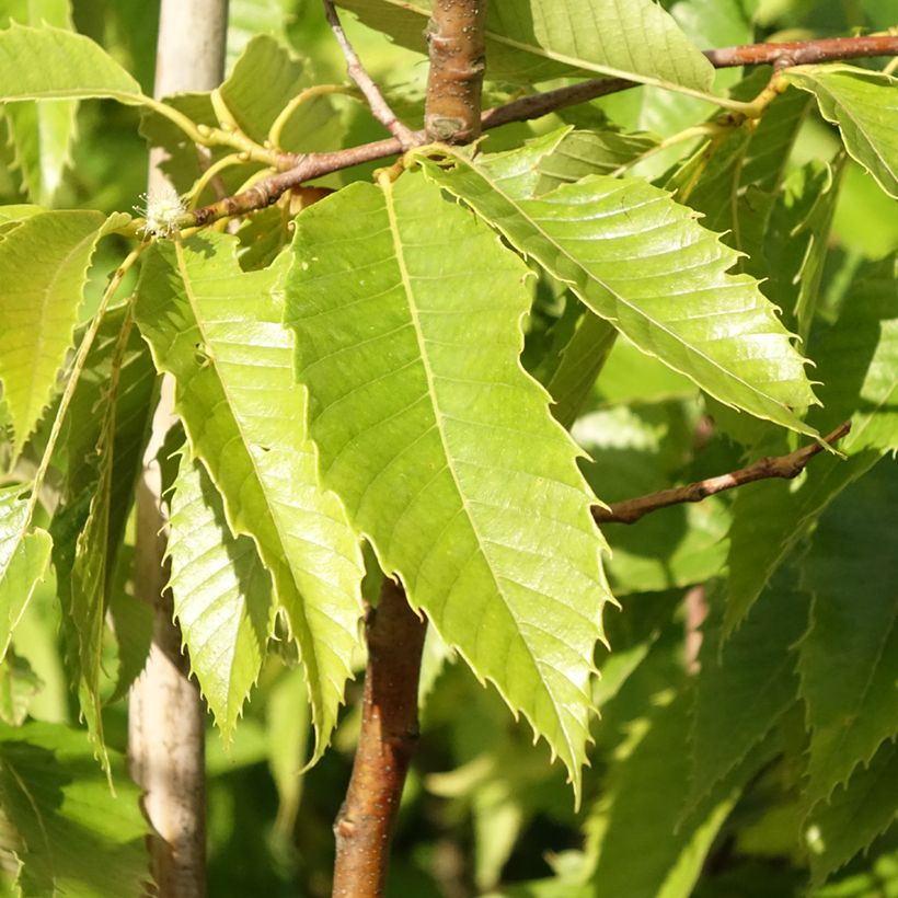 Chestnut Marigoule - Castanea sativa (Foliage)