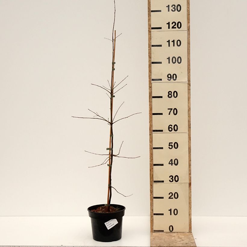 Quercus phellos - Willow Oak 4L/5L potShipped height around 40/60cm sample as delivered in winter