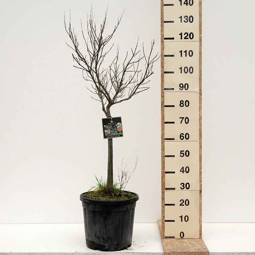 Quercus palustris Green Dwarf - Pin Oak 18L/20L potShipped height around 60/80cm sample as delivered in winter