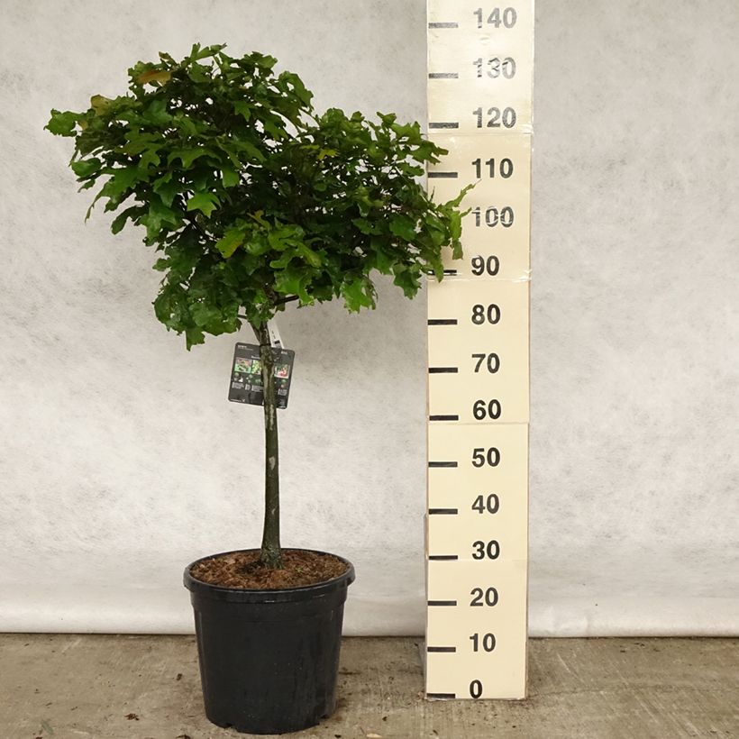 Quercus palustris Green Dwarf - Pin Oak 18L/20L potShipped height around 60/80cm sample as delivered in spring