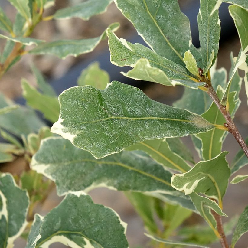 Quercus robur Argenteomarginata - English Oak (Foliage)