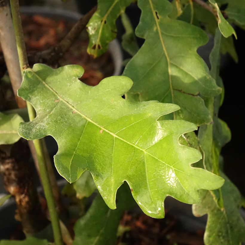 Quercus robur Jan Zamoyski - Oak (Foliage)