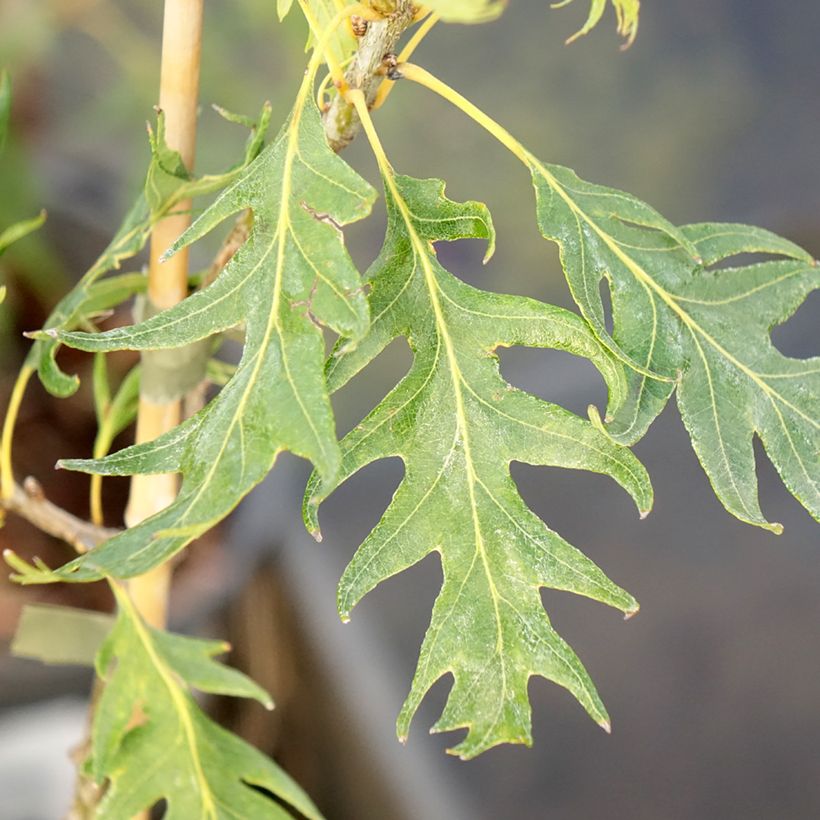 Quercus robur Miky - Oak (Foliage)