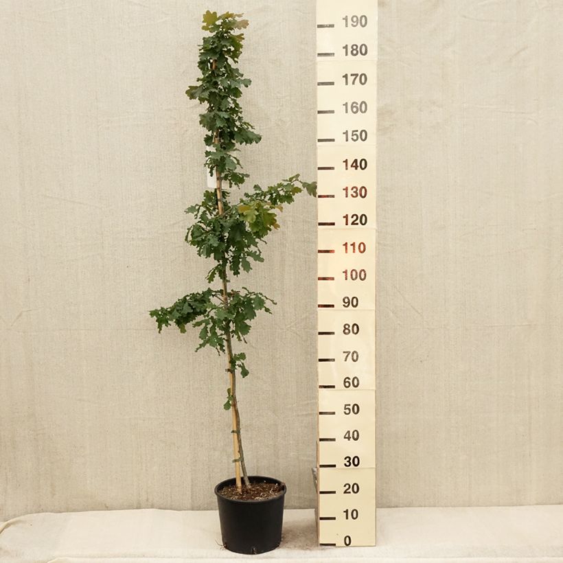 Quercus robur - English Oak 7.5L/10L potShipped height around 125/150cm sample as delivered in spring