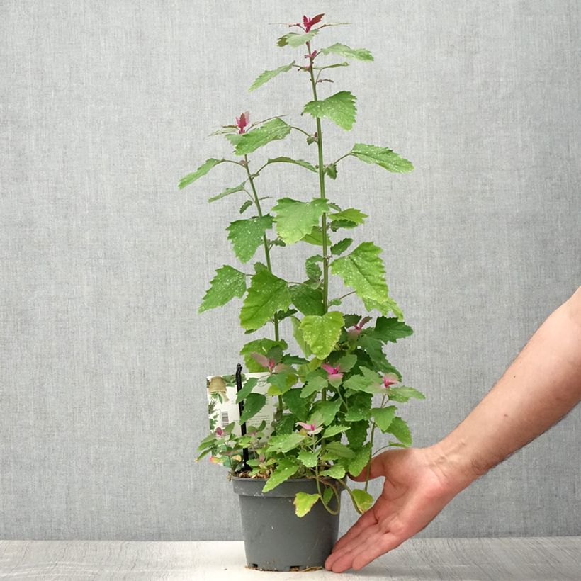 Chénopode géant - Chenopodium giganteum Pot de 1,5L/2L sample as delivered in summer