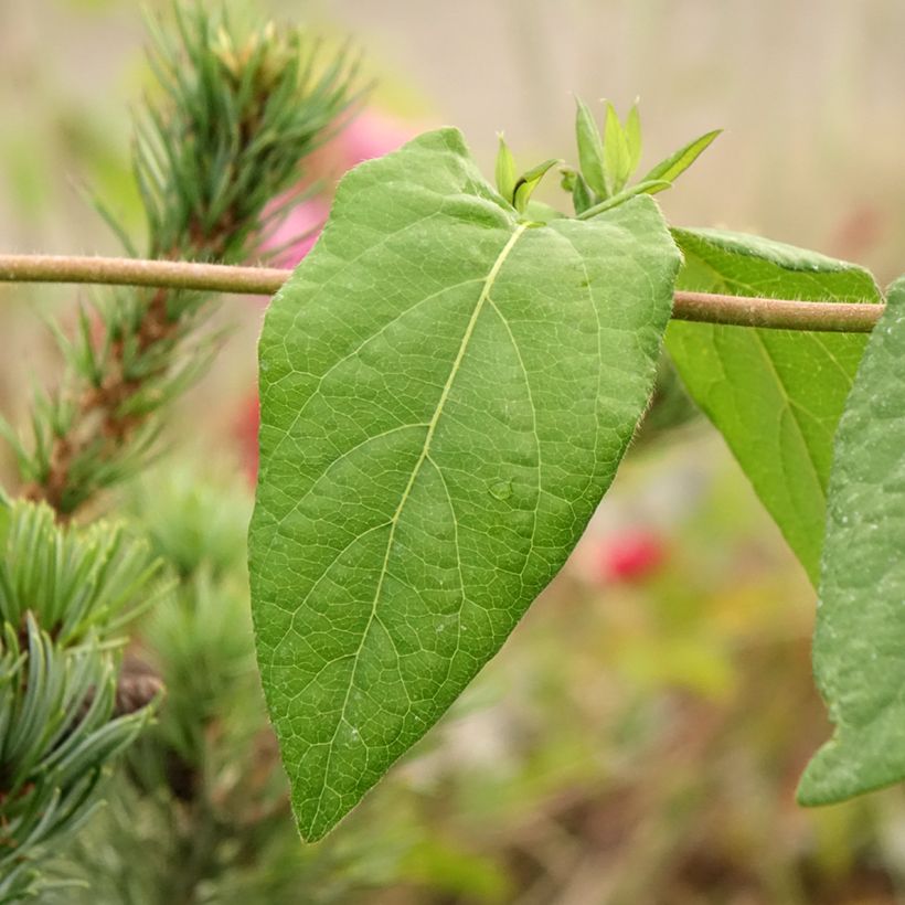 Lonicera x henryi Caprilia Ever - Henry's honeysuckle (Foliage)