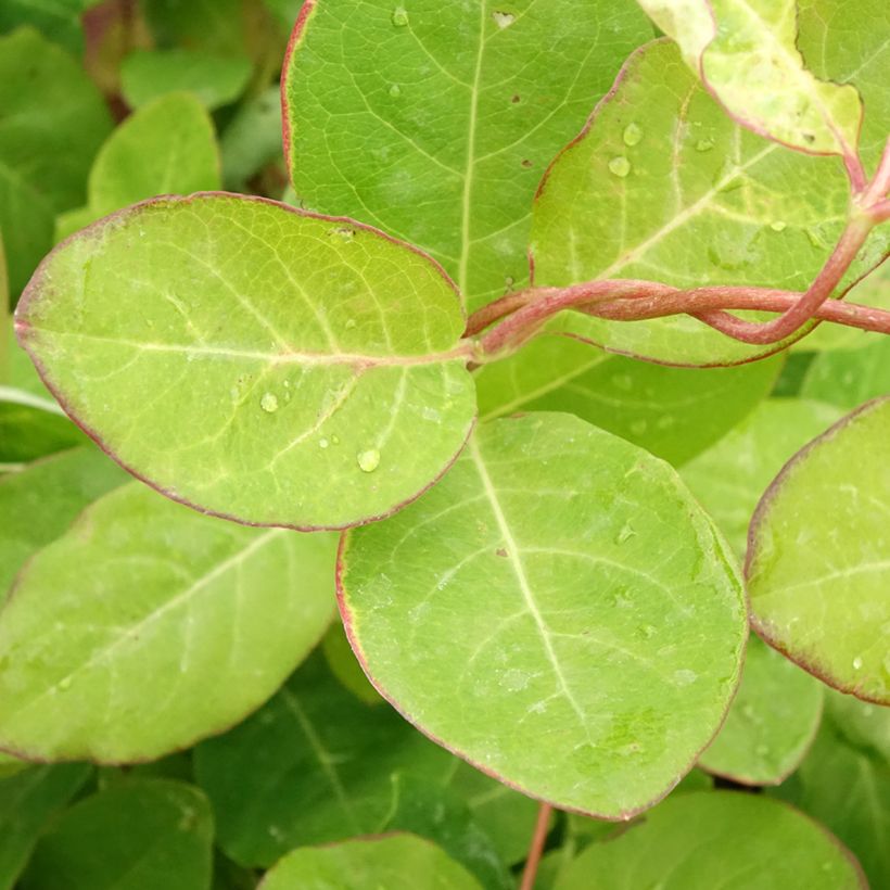 Lonicera x brownii Dropmore Scarlet (Foliage)