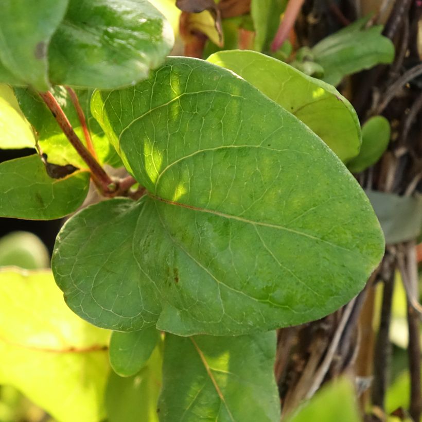 Lonicera japonica Dart's world (Foliage)