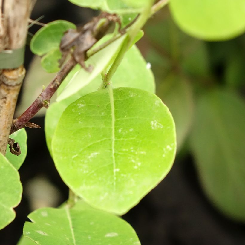 Lonicera x heckrottii American Beauty (Foliage)