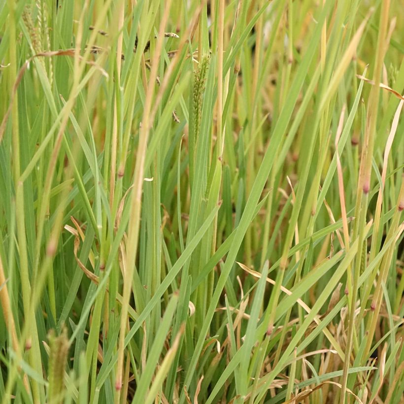 Chloris virgata (Foliage)