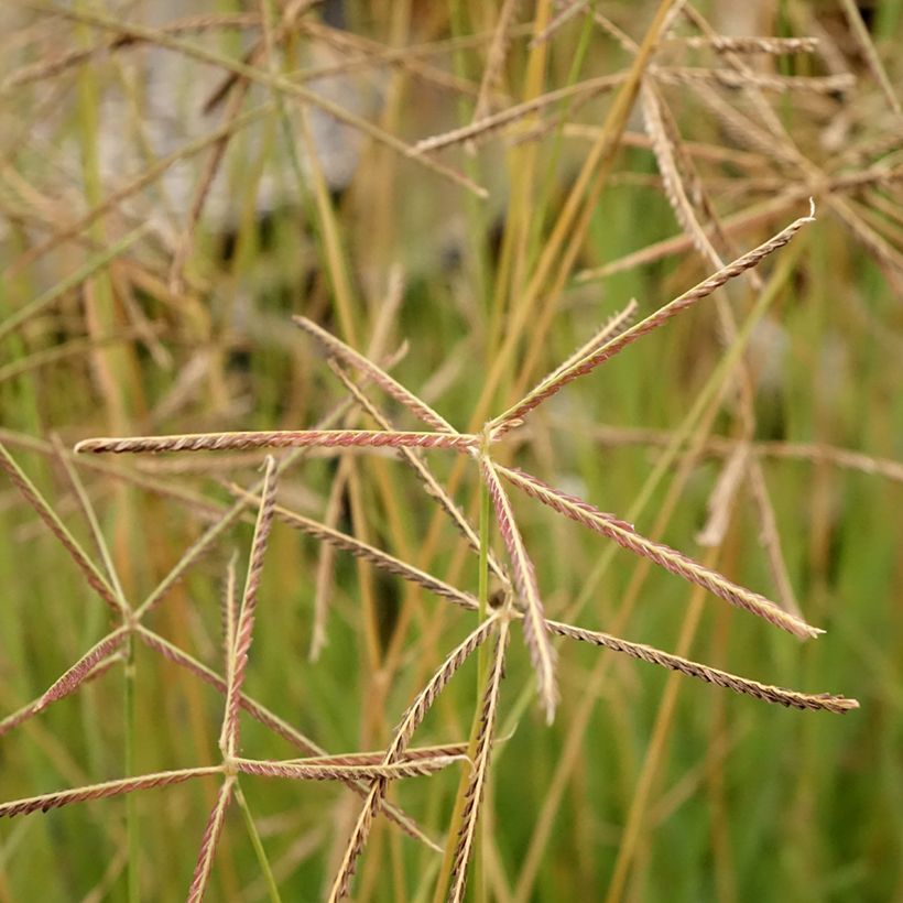 Chloris virgata (Flowering)