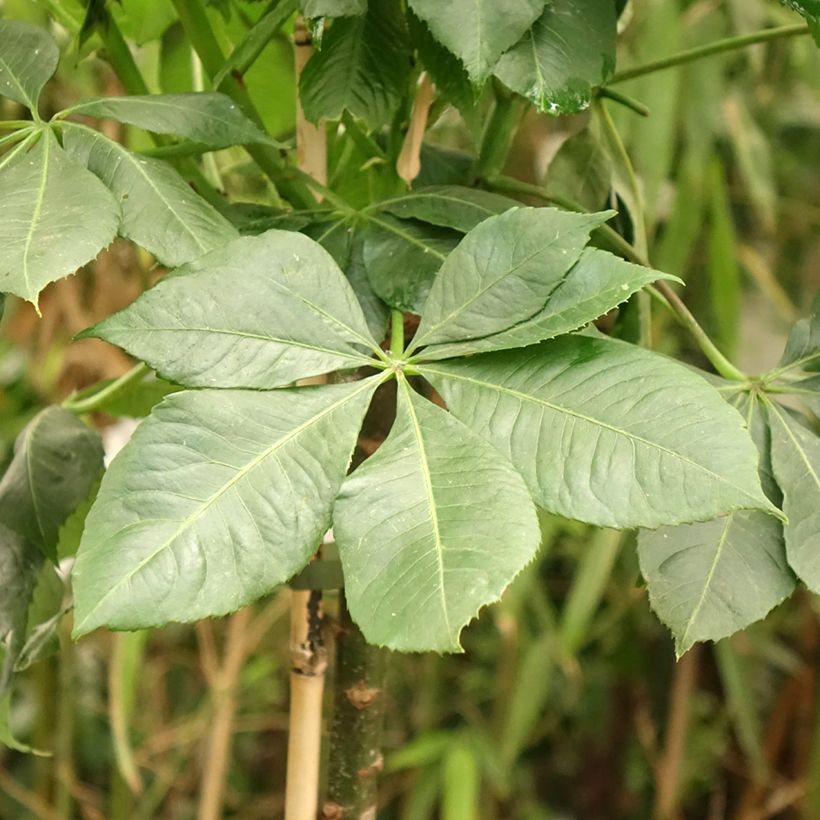 Ceiba speciosa (Foliage)