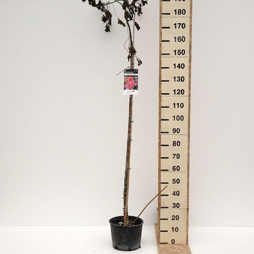 Ceiba speciosa 7.5L/10L potShipped height around 130/150cm sample as delivered in winter