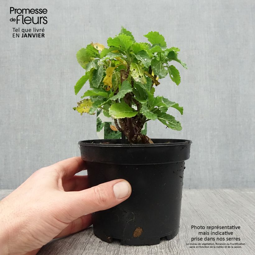 Chou perpétuel Daubenton en plant - Brassica oleracea ramosa  Pot de 1,5L/2L sample as delivered in winter