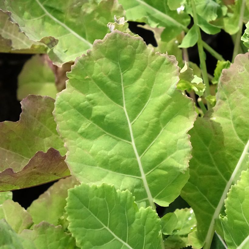 Daubenton's Perpetual Cabbage plant - Brassica oleracea ramosa (Foliage)