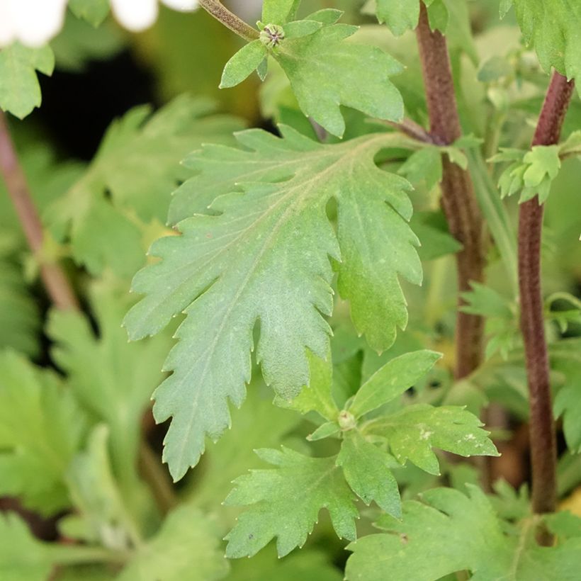 Chrysanthemum koreanum Hebe (Foliage)