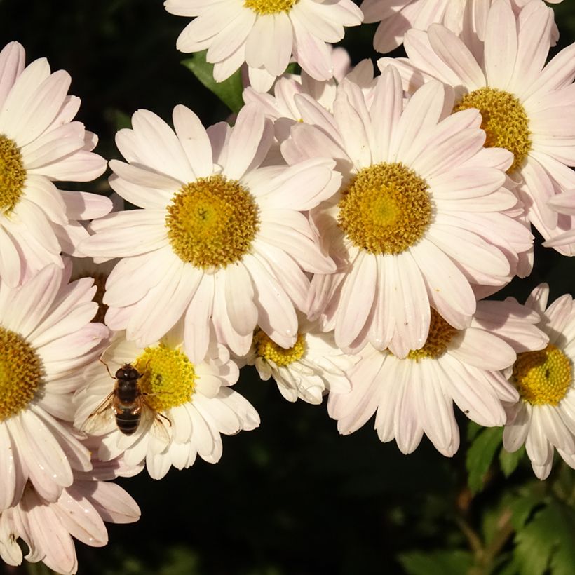 Chrysanthemum koreanum Hebe (Flowering)