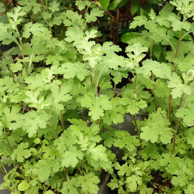 Chrysanthemum indicum Nantyderry Sunshine (Foliage)