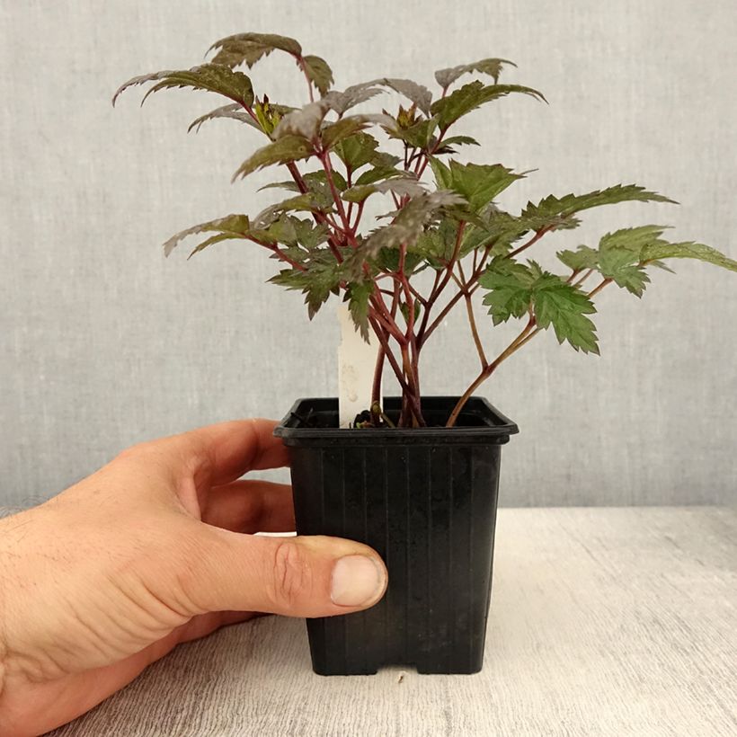 Actaea Queen of Sheba 8/9 cm pot sample as delivered in spring