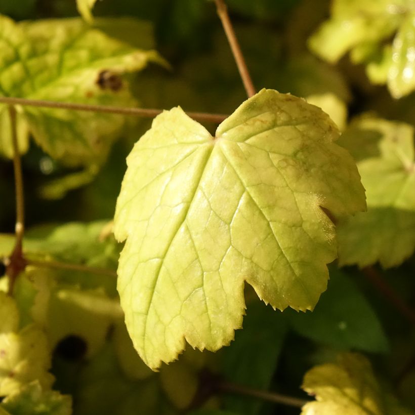 Actaea biternata (Foliage)