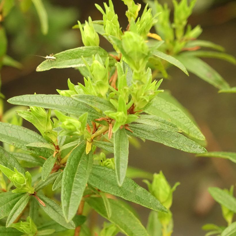 Cistus lusitanicus Decumbens - Rockrose (Foliage)